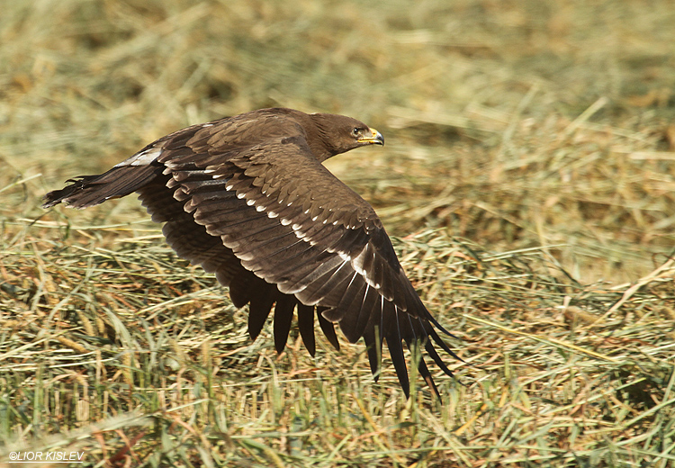 Lesser Spotted Eagle Aquila pomarina  ,Genigar ,05-10-11,Lior Kislev